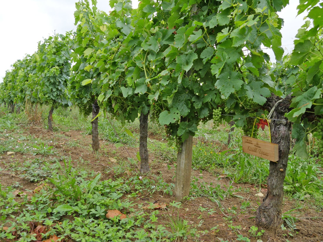 Виноградник на урожай